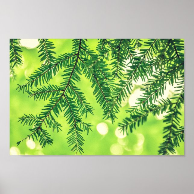Evergreen Nature Pine Poster Verde (Frente)