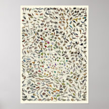 Evolução - Árvore da Vida Poster