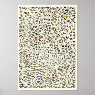 Evolução - Árvore da Vida Poster