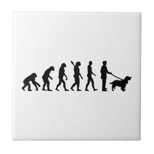 Evolução cocker spaniel