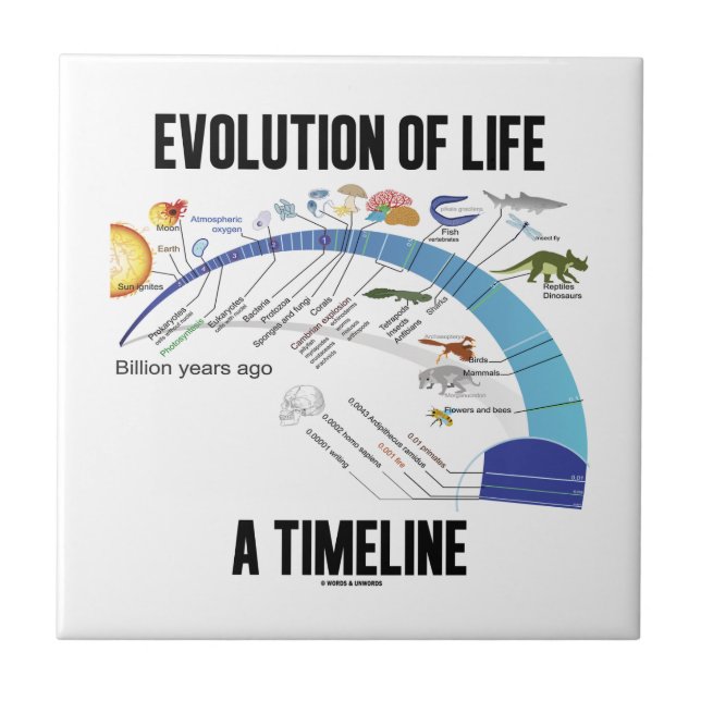 Evolução da vida um espaço temporal (biologia) (Frente)