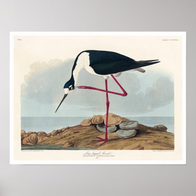 Evoque de pernas longas por Poster de Audubon (Frente)