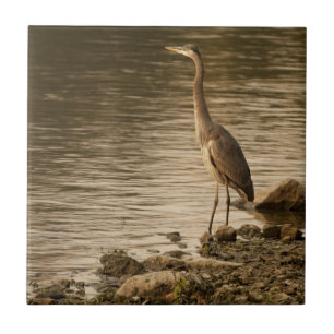Excelente Blue Heron
