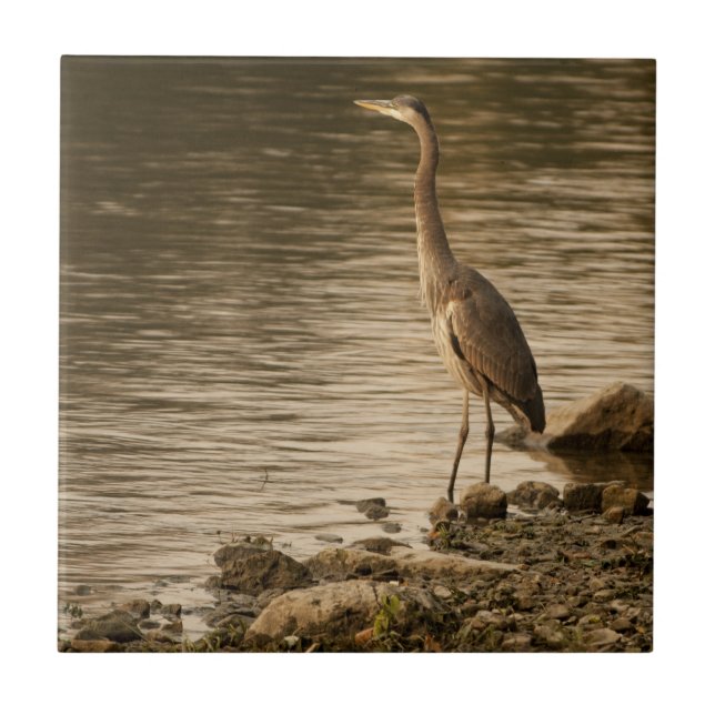 Excelente Blue Heron (Frente)