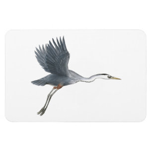 Excelente Blue Heron no ímã de flexi de voo