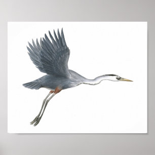 Excelente Blue Heron tirando Impressão de arte fi