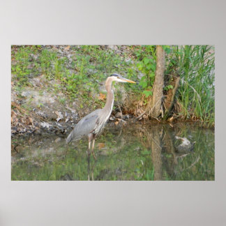 Excelente Blue Heron Woodland Poster