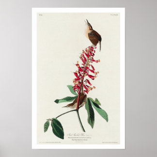Excelente Carolina Wren por Audubon Poster