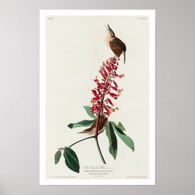 Excelente Carolina Wren por Audubon Poster (Frente)