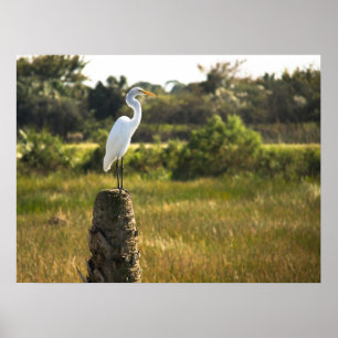 Excelente Egret Bird em Viera Wetlands Poster