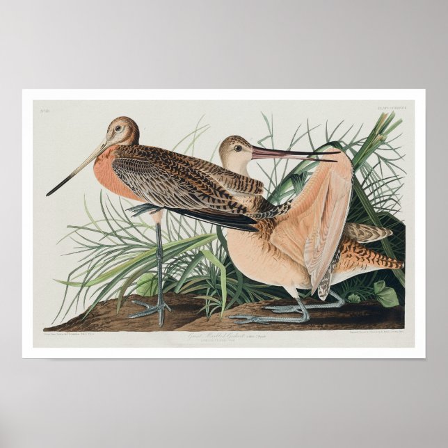 Excelente Marbled Godwit por Audubon Poster (Frente)