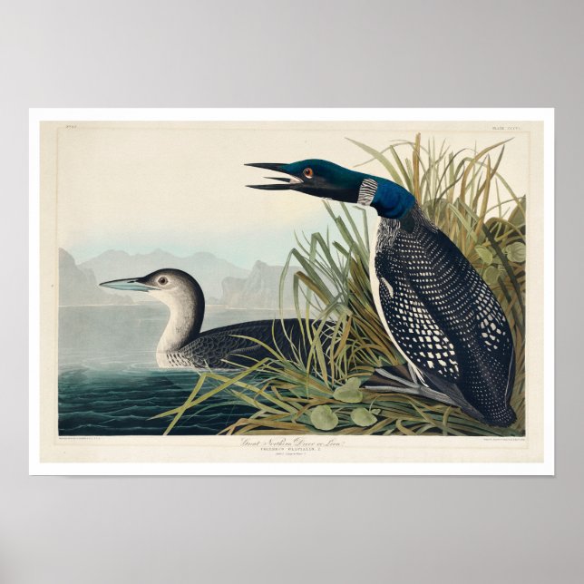 Excelente ou Loon do Norte do Poster por Audubon (Frente)