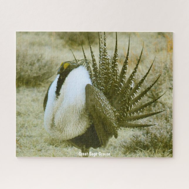 Excelente Sage Grouse Jigsee Quebra-cabeça (Horizontal)