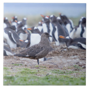 Excelente Skua em frente à colônia de pinguins