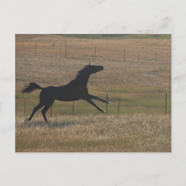 Executar com o cartão postal do vento (Frente)