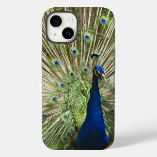 Exibição de Peacock