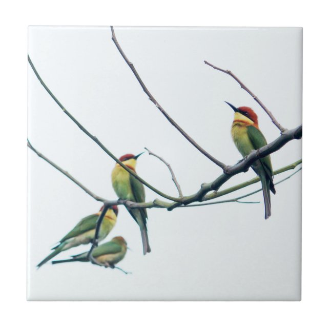 Exotic Indian kerala Bee-Eater Birds on Branch (Frente)