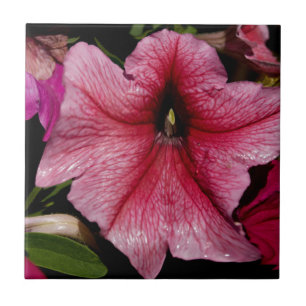 Explosão Floral