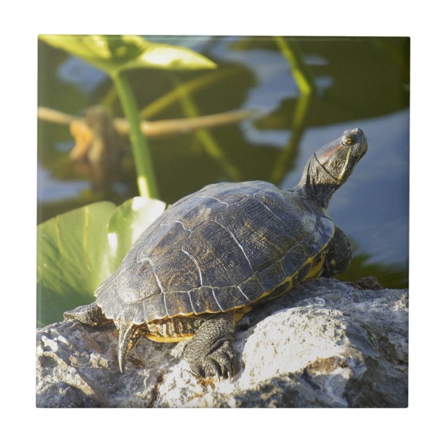 Exposição ao sol (Frente)