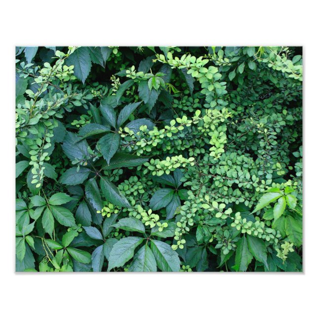 Extensão de Foto Final de 14" x 11" (Frente)