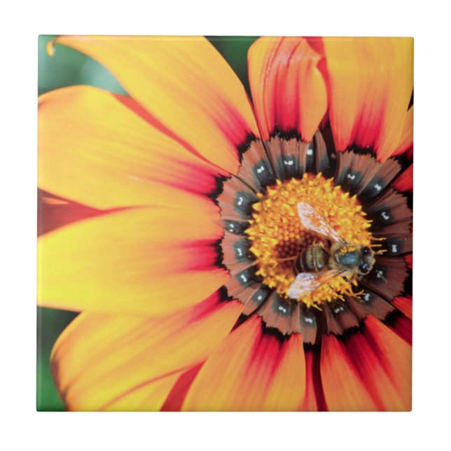 Extremo Close-Up De Uma Abelha Coletando Pólen (Frente)