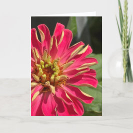 Exuberante Cartão de Abertura Zinnia em Branco