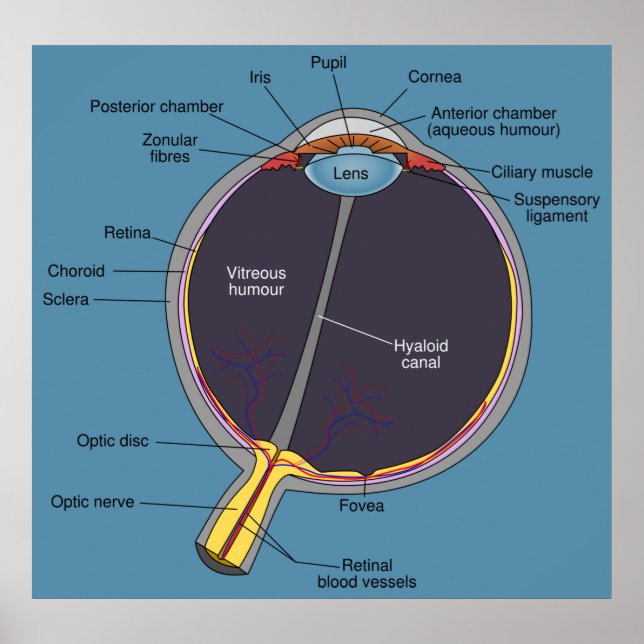 Eye Anatomy Poster (Frente)