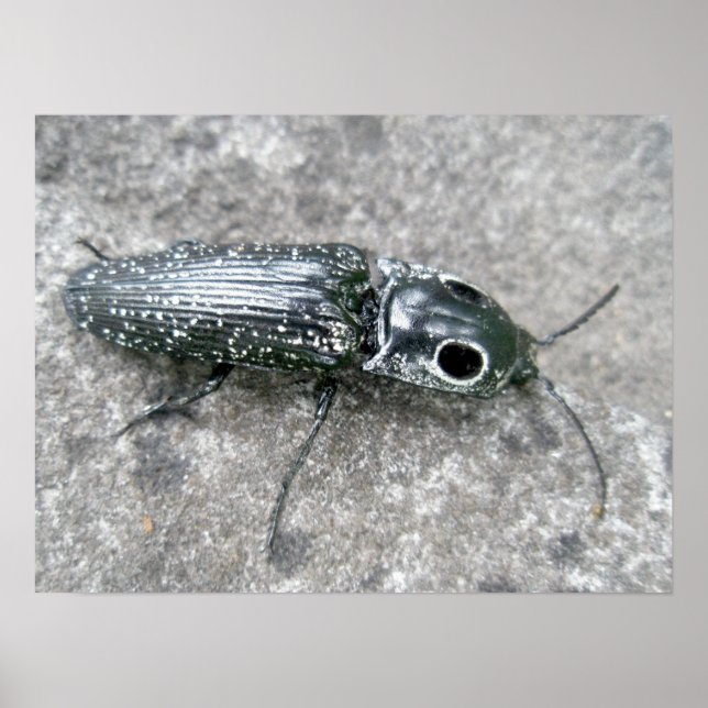 Eyed Elder Click Beetle Poster (Frente)