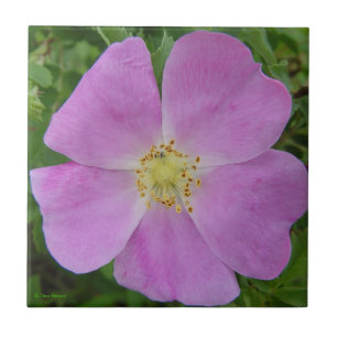 F11 Rosa Selvagem da Pradaria "Rosa arkansana"