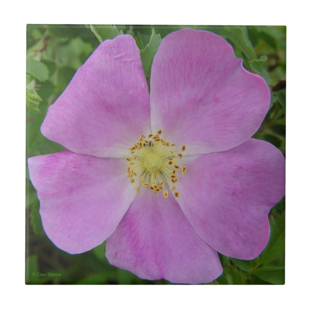 F11 Rosa Selvagem da Pradaria "Rosa arkansana" (Frente)