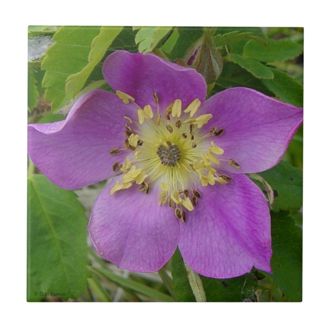 F13 Rosa Silvestre de Alberta Rosa Espinhosa (Frente)