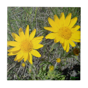 F15 Flores Silvestres Amarelas Sneezeweed