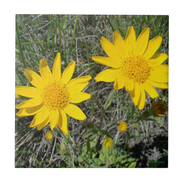 F15 Flores Silvestres Amarelas Sneezeweed (Frente)