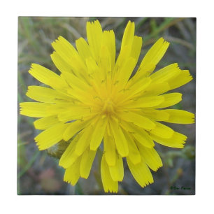 F16 Flor Amarela Silvestre Rei Diabo