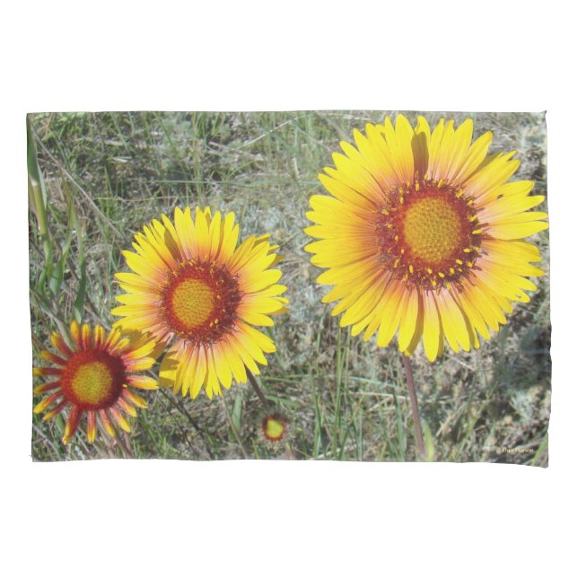 F17 Flores Silvestres Amarelas Gaillardia (Frente)