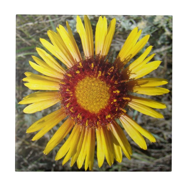 F1 Flor Amarela Selvagem Gaillardia (Frente)