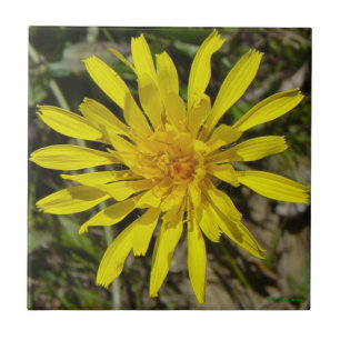 F21 Flor Amarela Silvestre Cravo-de-defunto de Fol