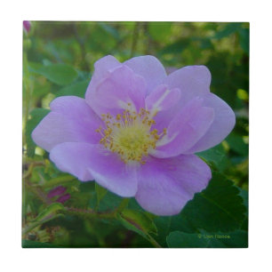 F37 Rosa Silvestre