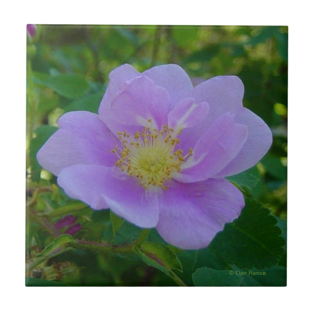 F37 Rosa Silvestre (Frente)