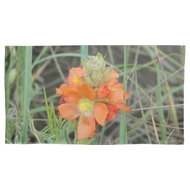 F40 Laranjas Malvas Escarlates Flores Silvestres (Frente)