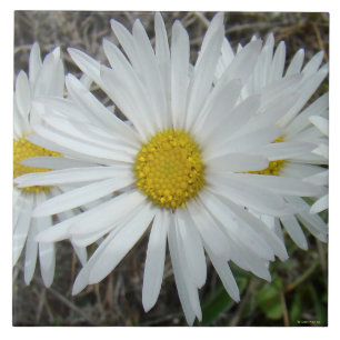 F42 Flores Silvestres Brancas Aster Liso