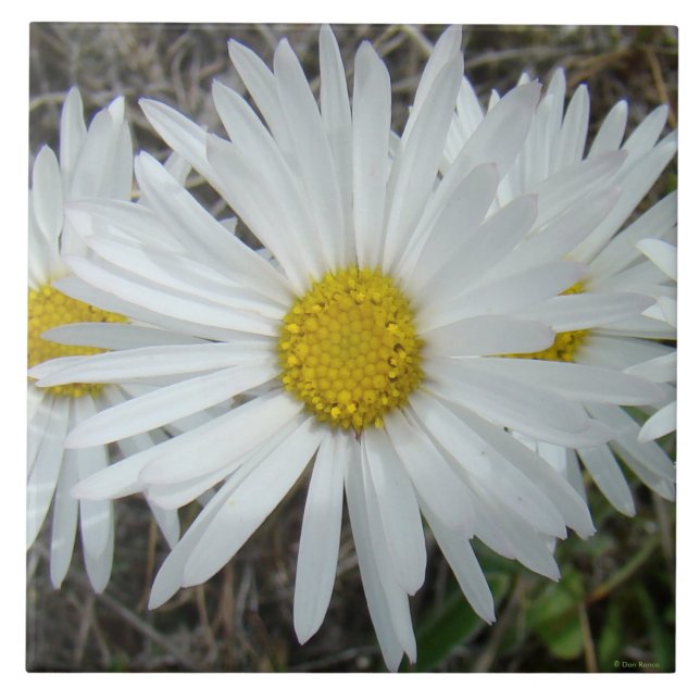 F42 Flores Silvestres Brancas Aster Liso (Frente)
