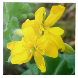 F44 Flores silvestres amarelas Mostarda selvagem