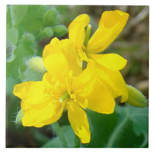 F44 Flores Silvestres Amarelas Mostarda Selvagem