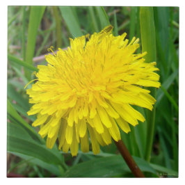 F45 Dente-de-leão "Taraxacum officinale"