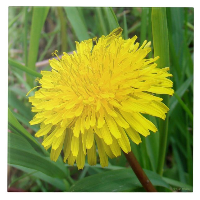 F45 Dente-de-leão "Taraxacum officinale" (Frente)