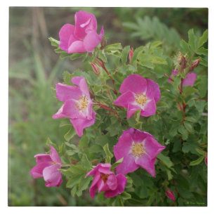 F46 Rosas Silvestres