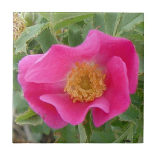 F4a Rosa Silvestre