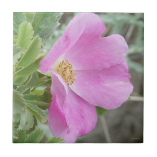 F4b Rosa Selvagem