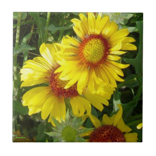 F6 Flores Silvestres Amarelas Gaillardia